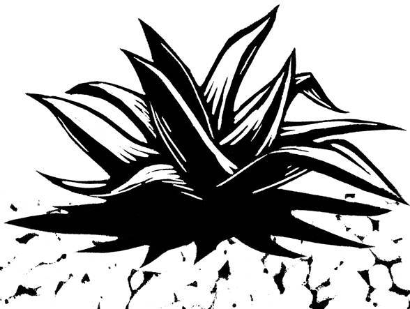 agave.jpg
