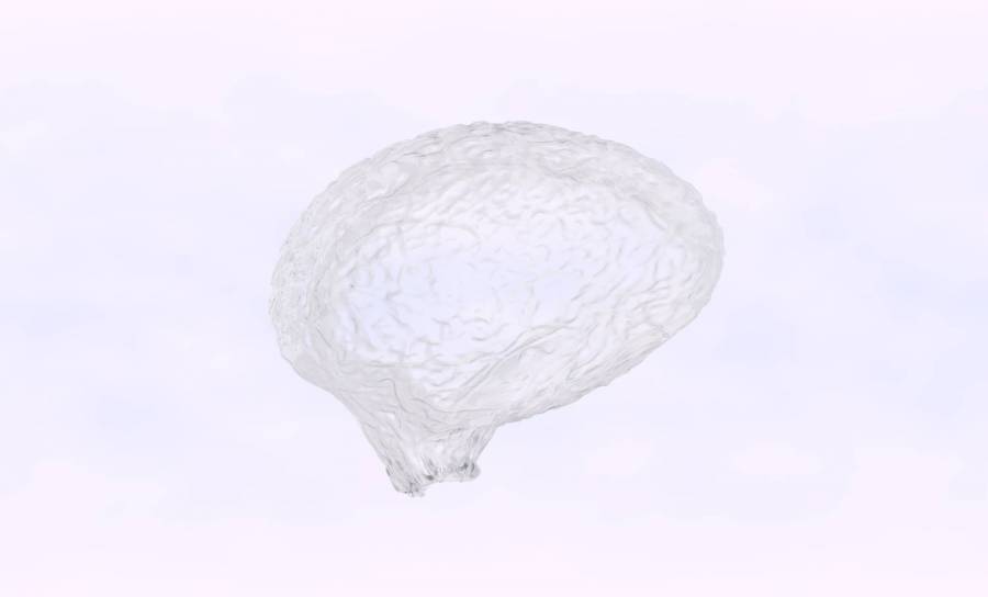 cerveau27.jpg