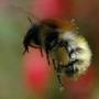 usager:bumblebee.jpg